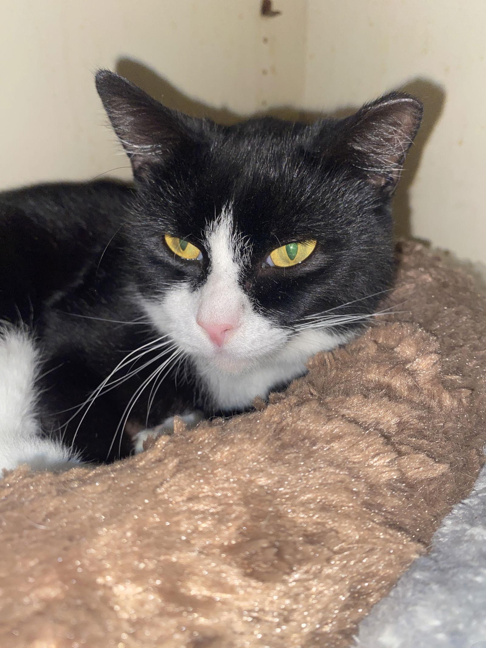 Boo Berry thumbnail 4