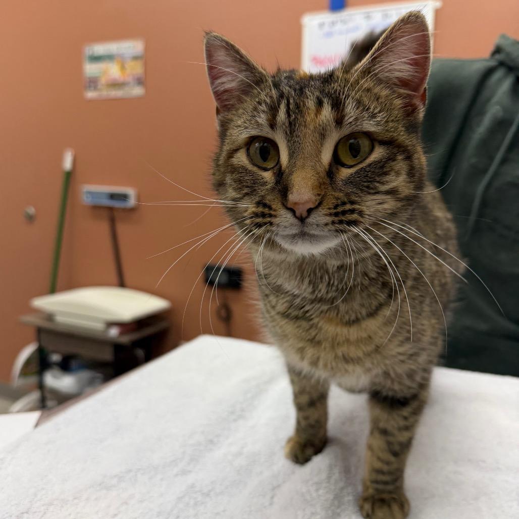 Velocity, Adoptable, Adult Female Domestic Short Hair.