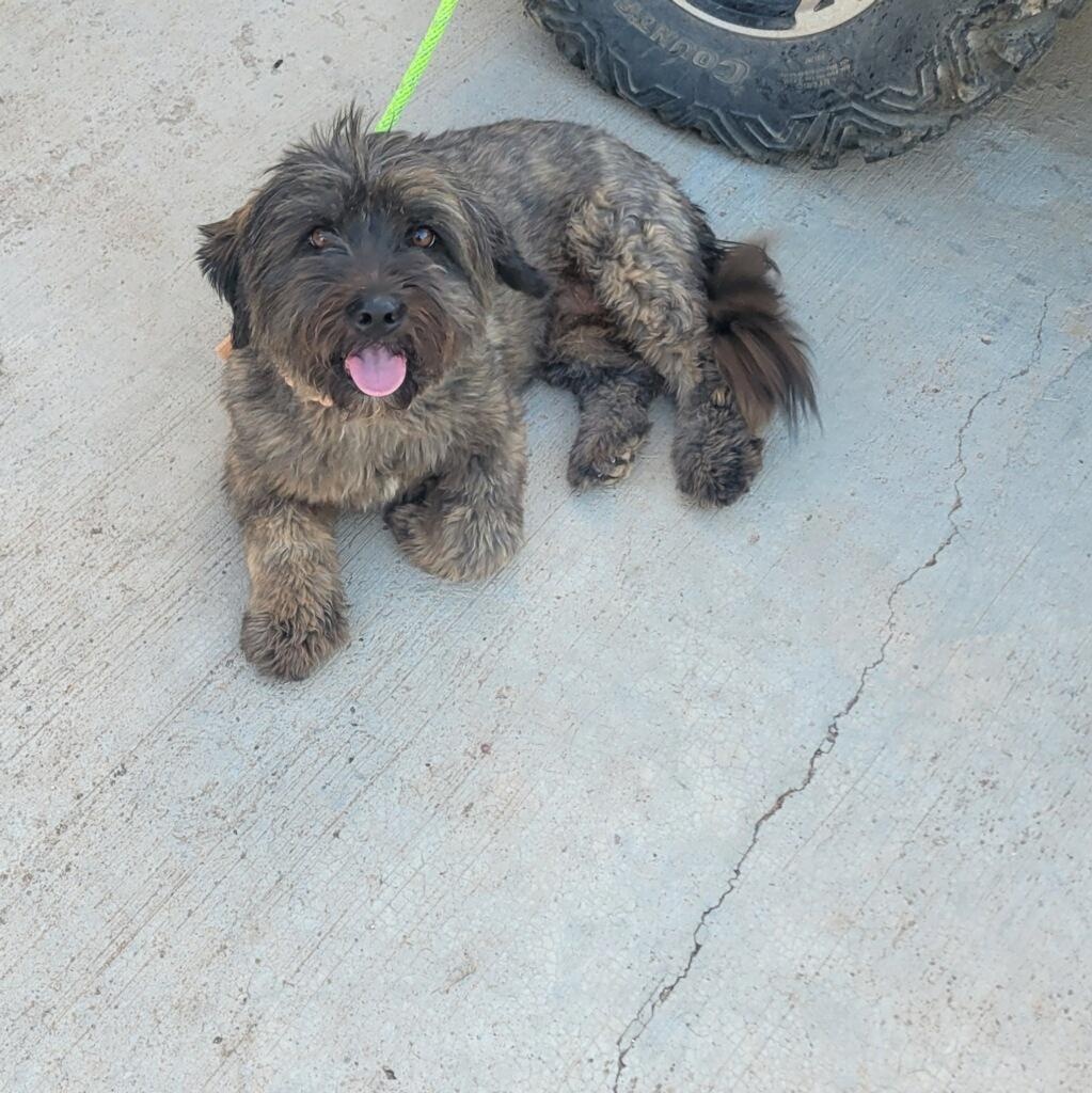 Juana, ADOPTABLE, Adult Female Shih Tzu.