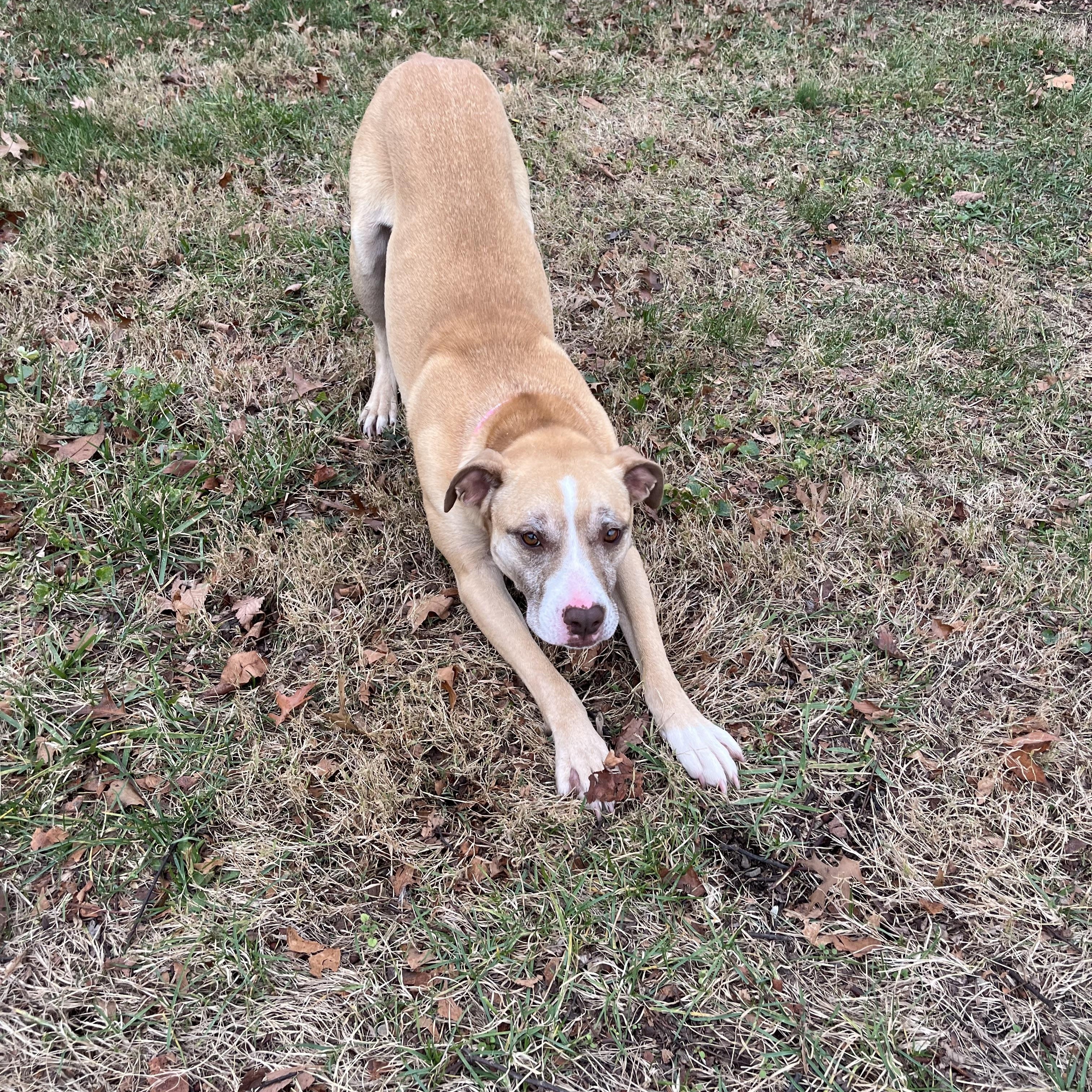 Enlarge Sage, a Adoptable mixed breed in Fairfax, VA image 2/5