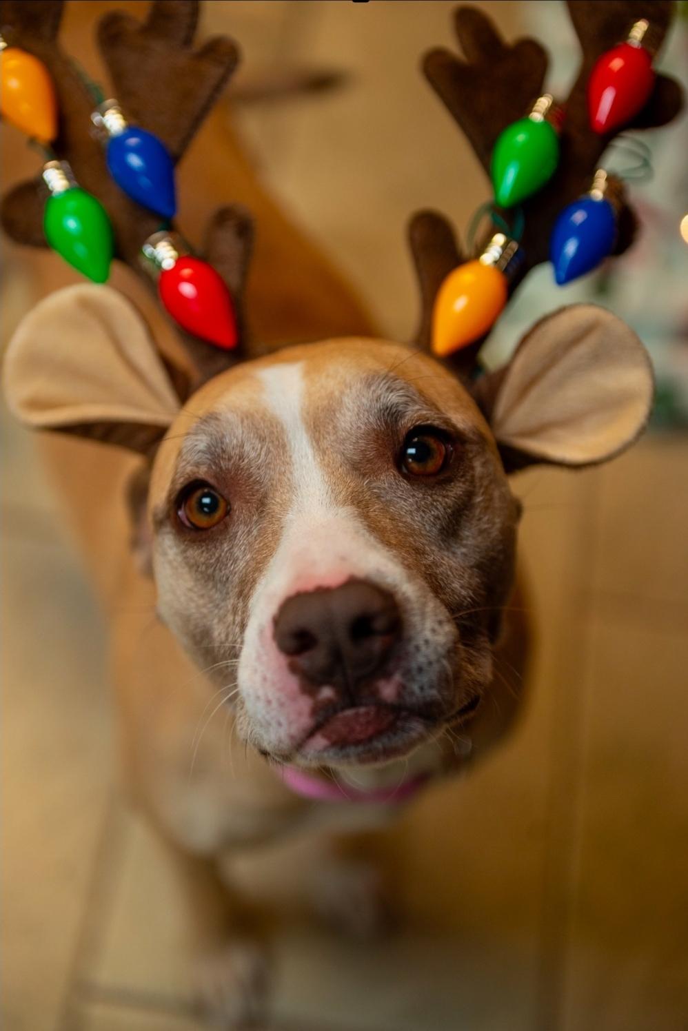 Enlarge Sage, a Adoptable mixed breed in Fairfax, VA image 4/5