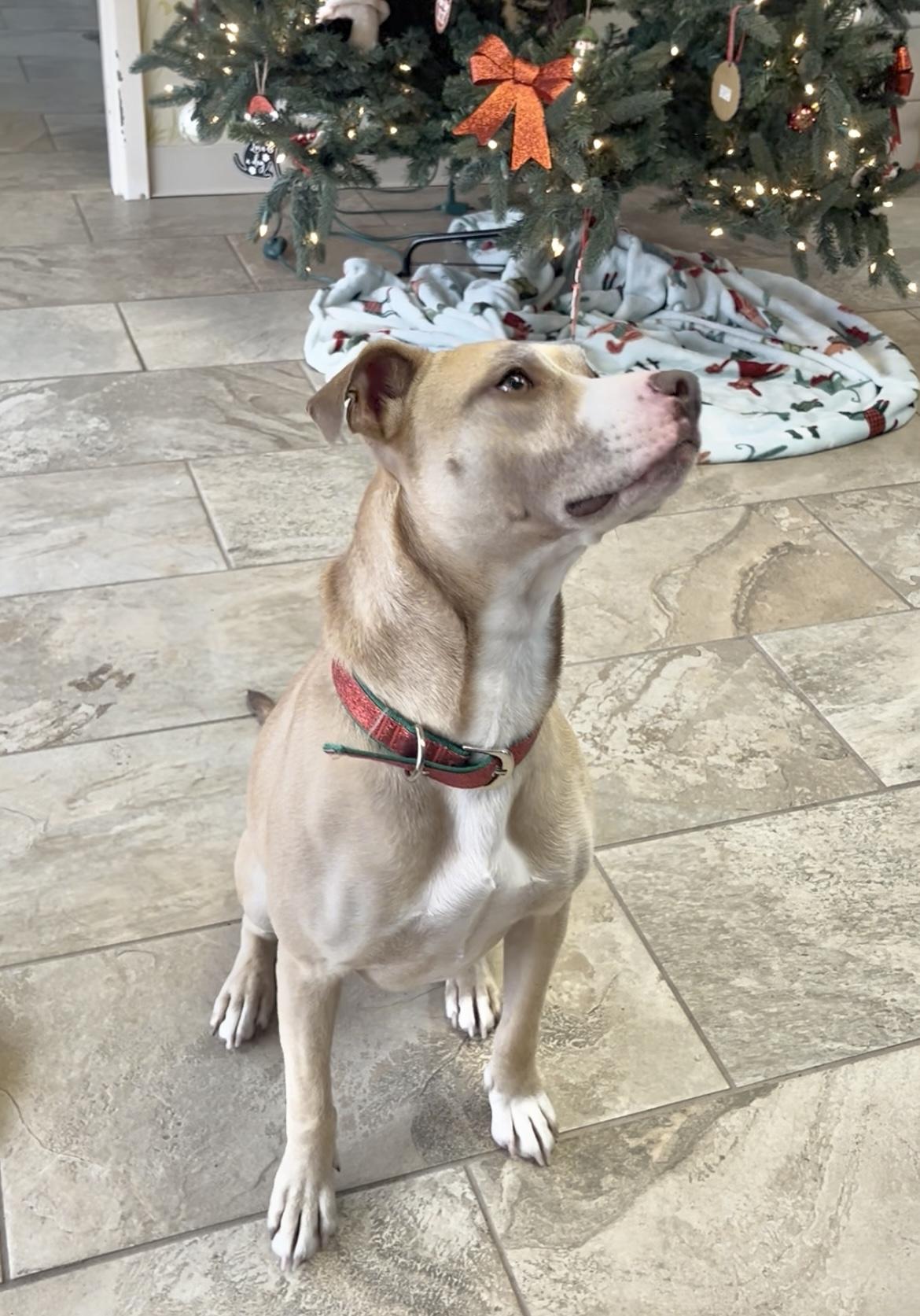 Enlarge Sage, a Adoptable mixed breed in Fairfax, VA image 3/5