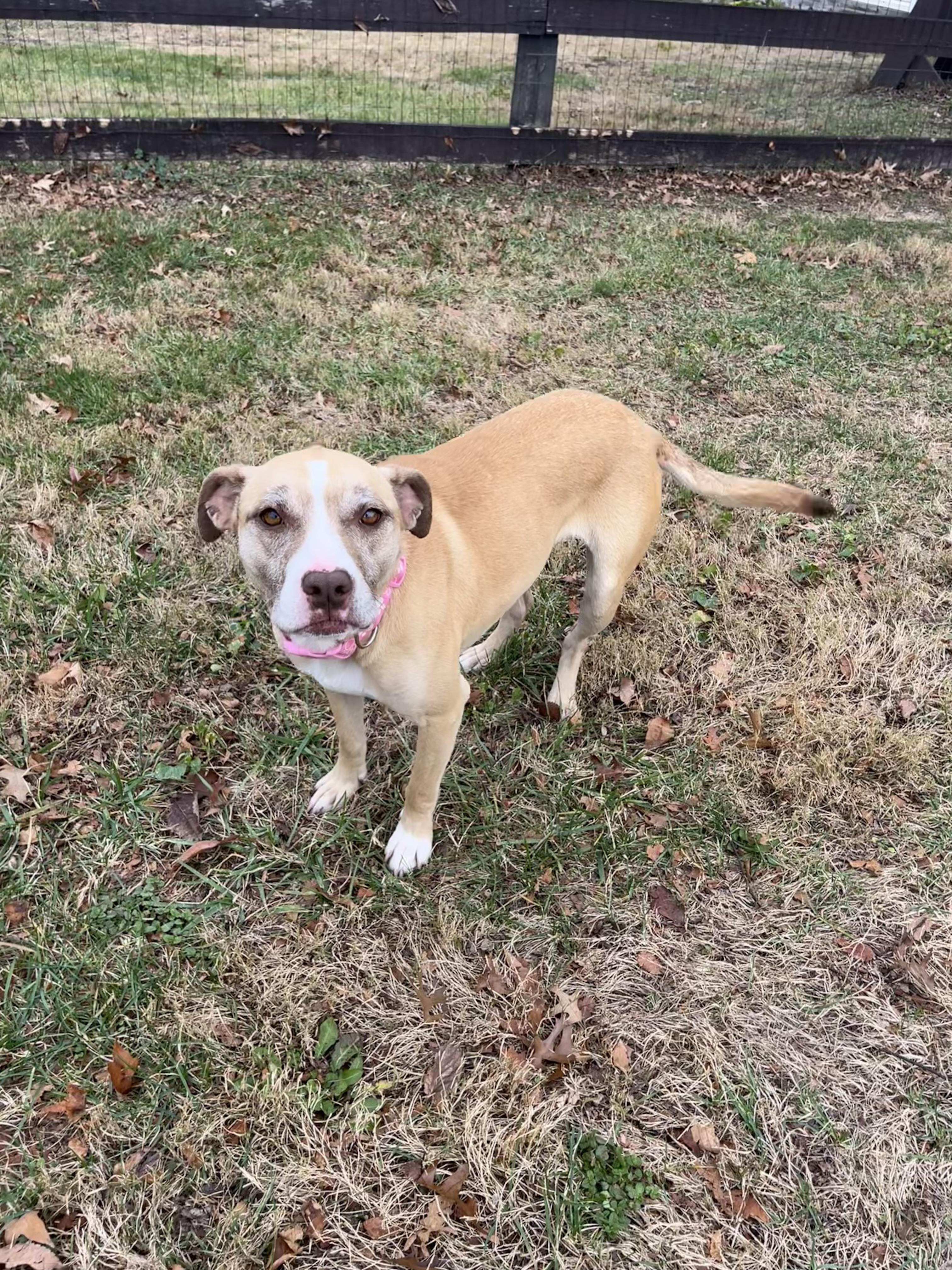 Enlarge Sage, a Adoptable mixed breed in Fairfax, VA image 1/5