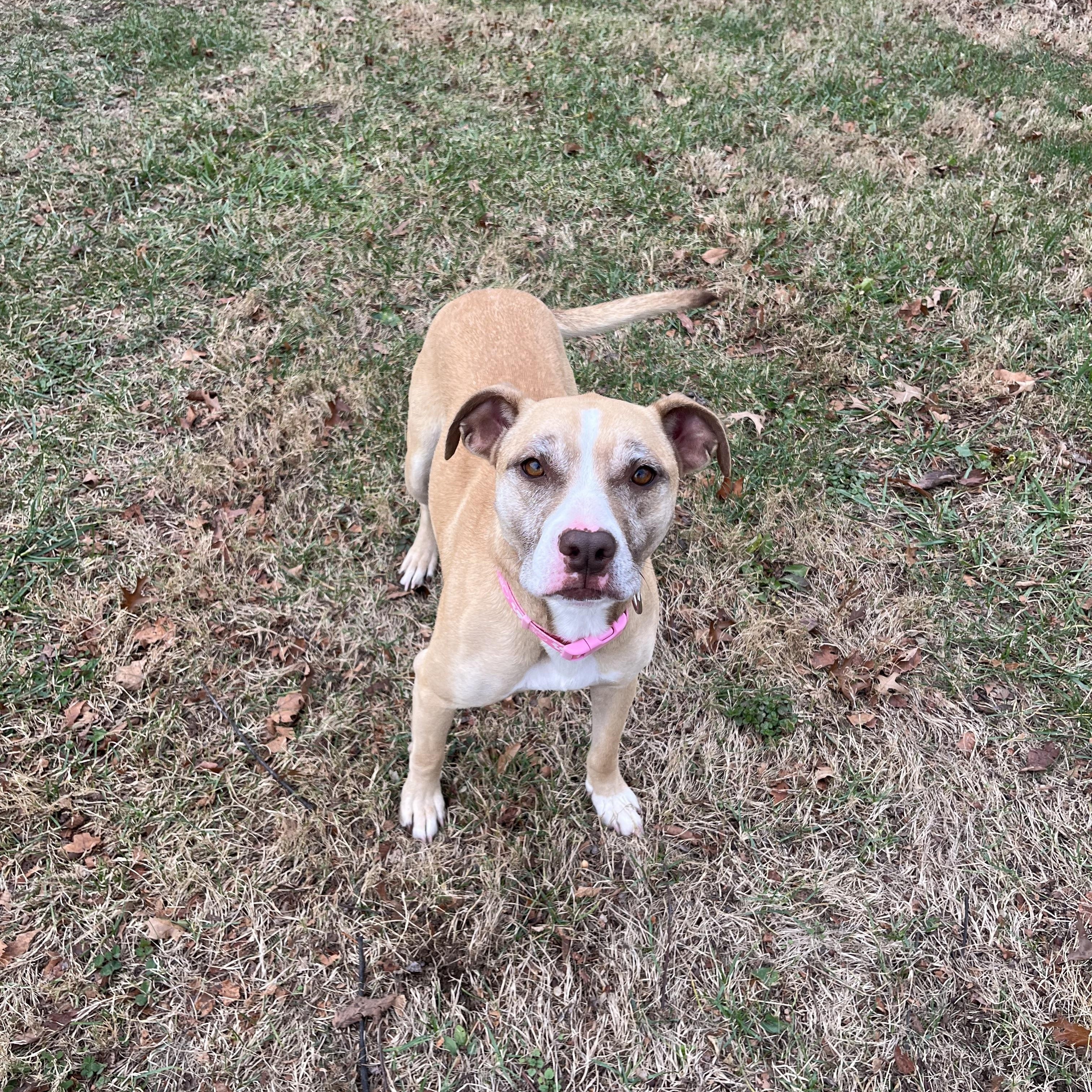 Enlarge Sage, a Adoptable mixed breed in Fairfax, VA image 5/5