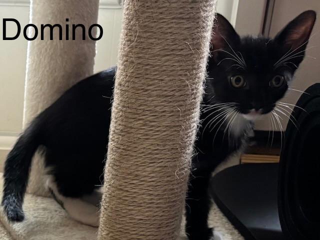 Domino, a Adoptable mixed breed in Spring, TX image 1/3