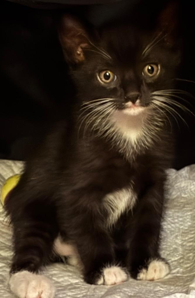 Domino, a Adoptable mixed breed in Spring, TX image 4/5
