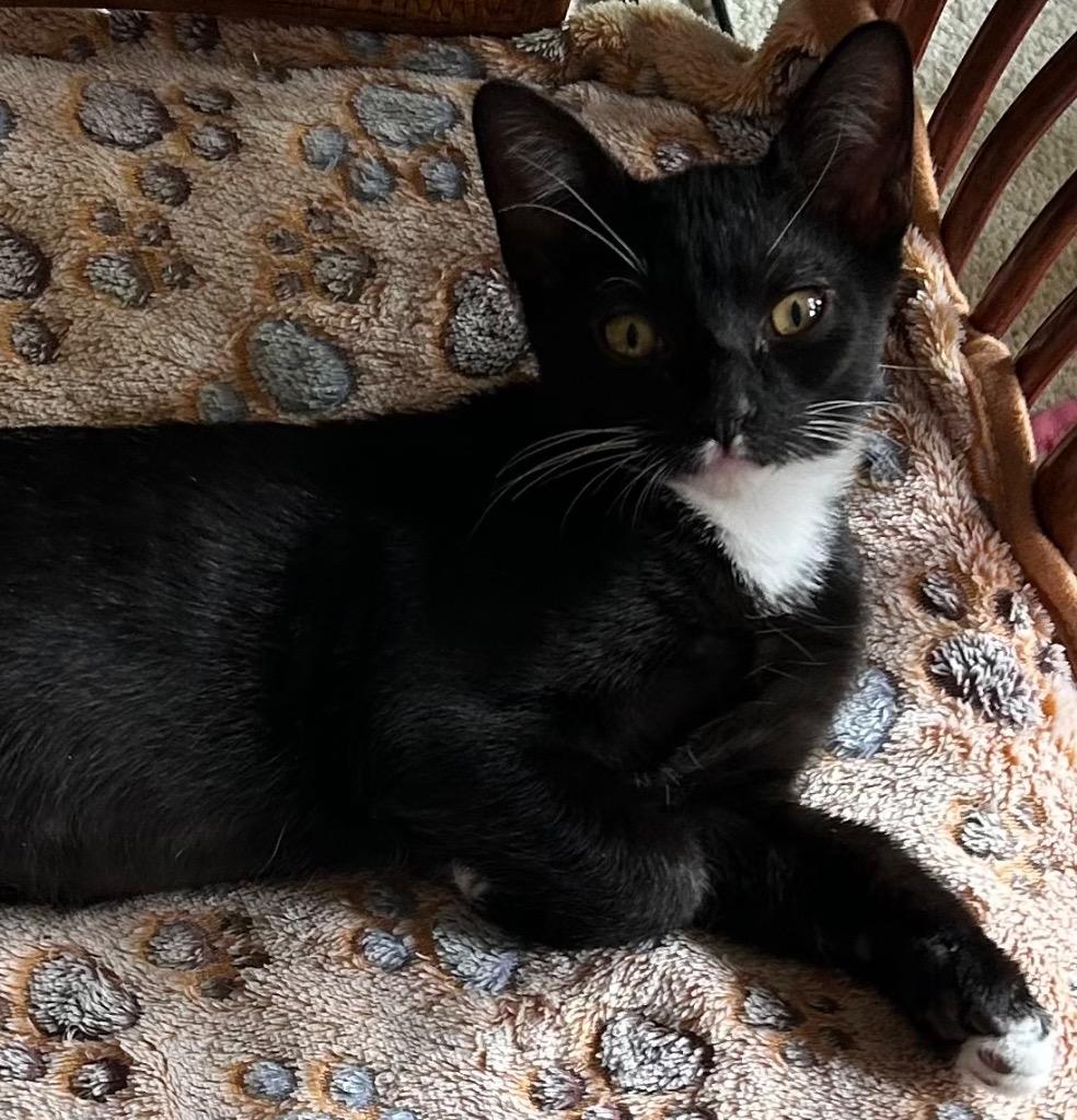 Domino, a Adoptable mixed breed in Spring, TX image 5/5