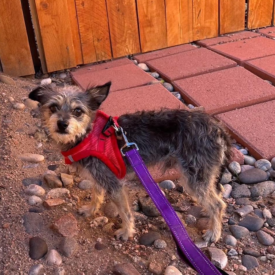 Enlarge Chito, a Adoption Pending mixed breed in Loveland, CO image 1/4
