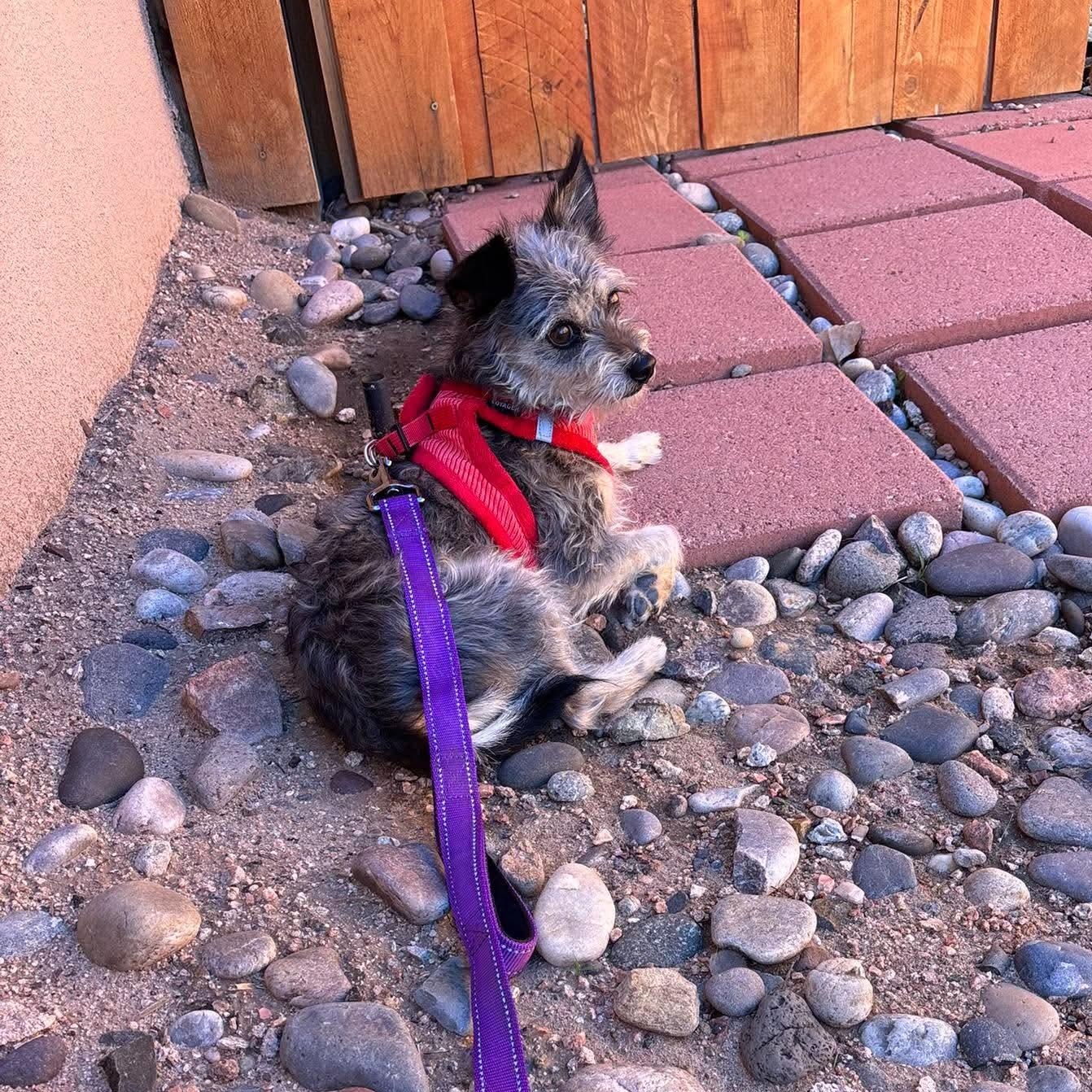 Enlarge Chito, a Adoption Pending mixed breed in Loveland, CO image 2/4