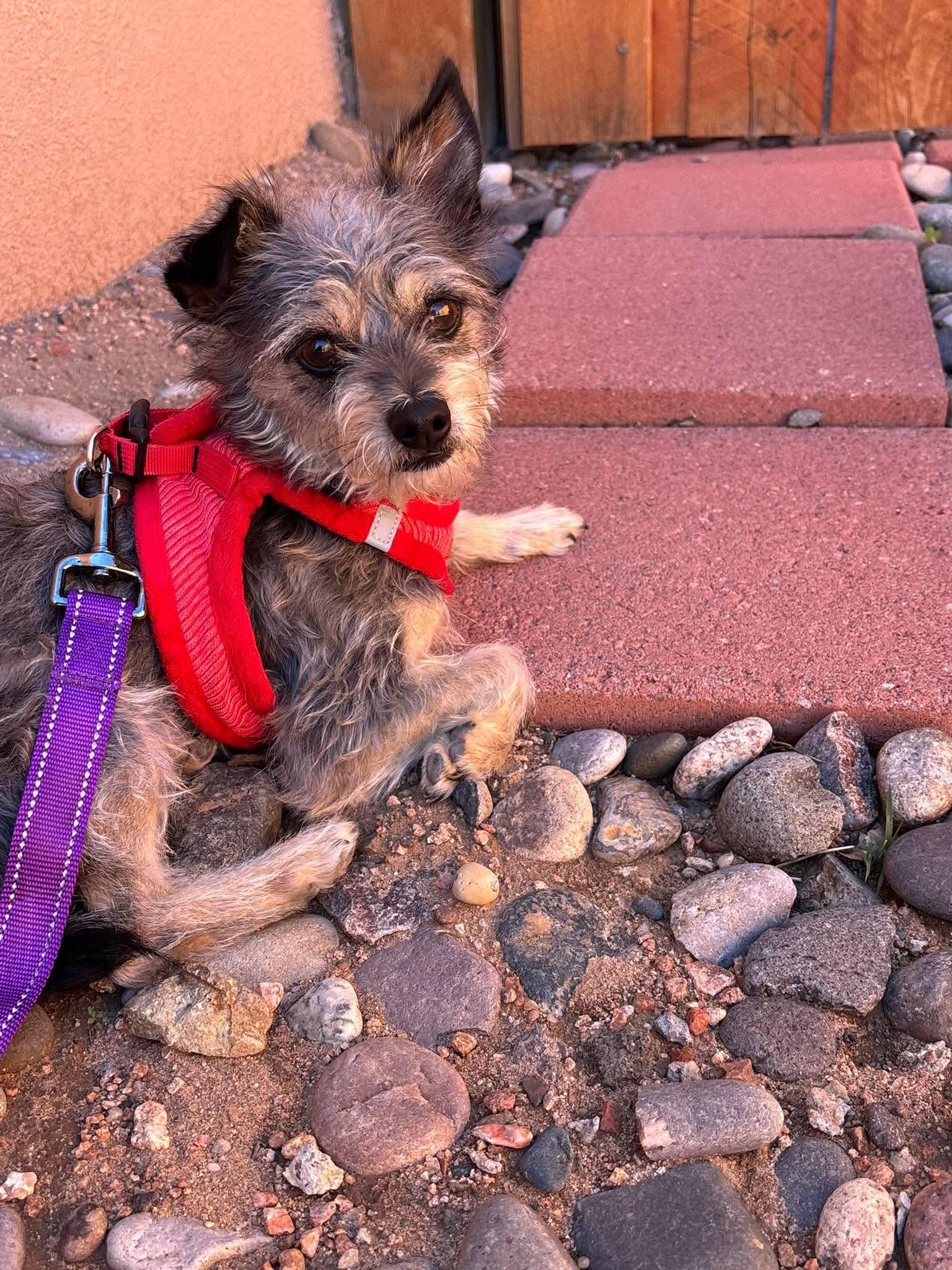 Enlarge Chito, a Adoption Pending mixed breed in Loveland, CO image 3/4