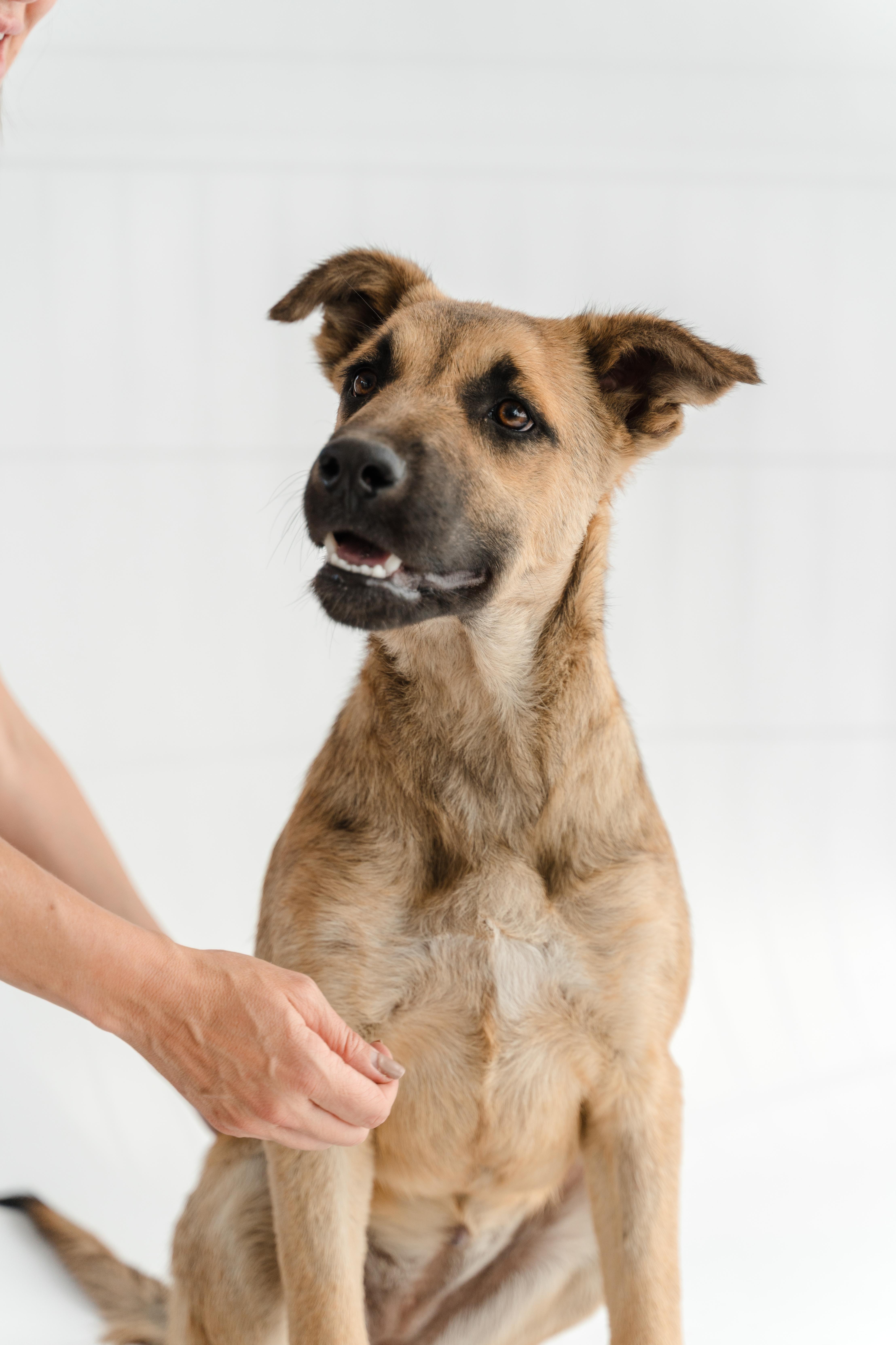 Enlarge Moonlight, a ADOPTABLE mixed breed in Manvel, TX image 2/6