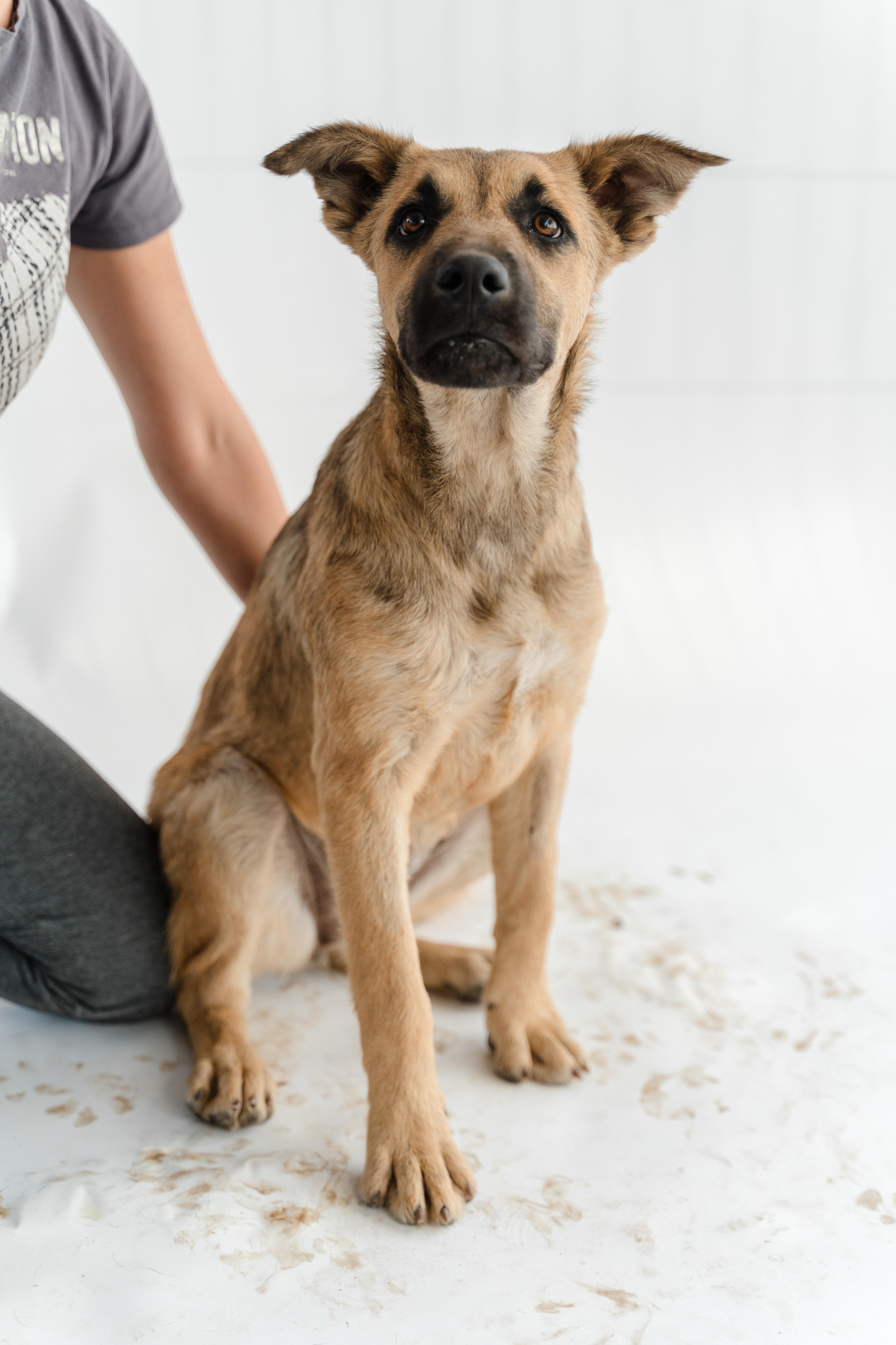 Enlarge Moonlight, a ADOPTABLE mixed breed in Manvel, TX image 3/6