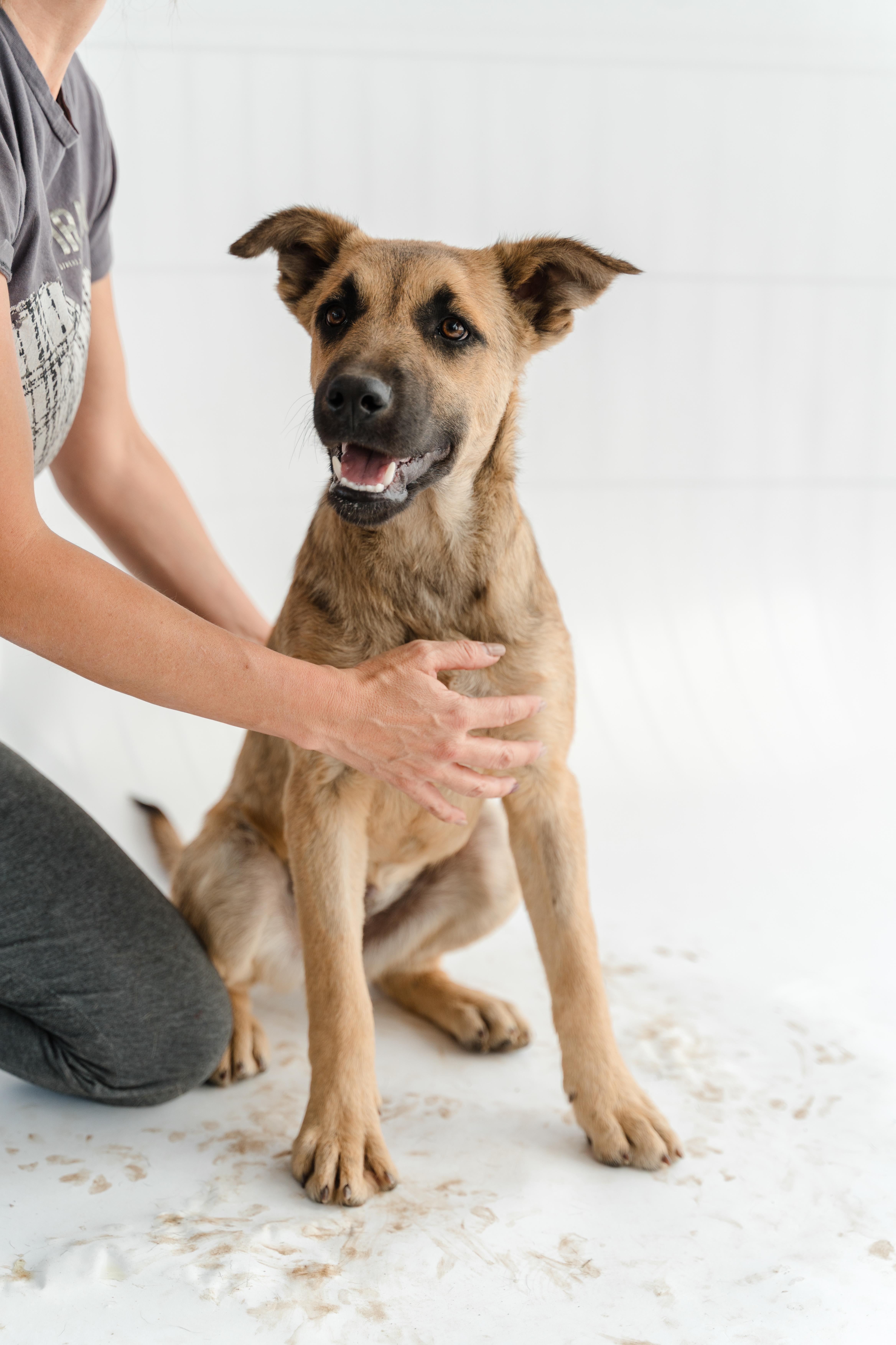 Enlarge Moonlight, a ADOPTABLE mixed breed in Manvel, TX image 6/6