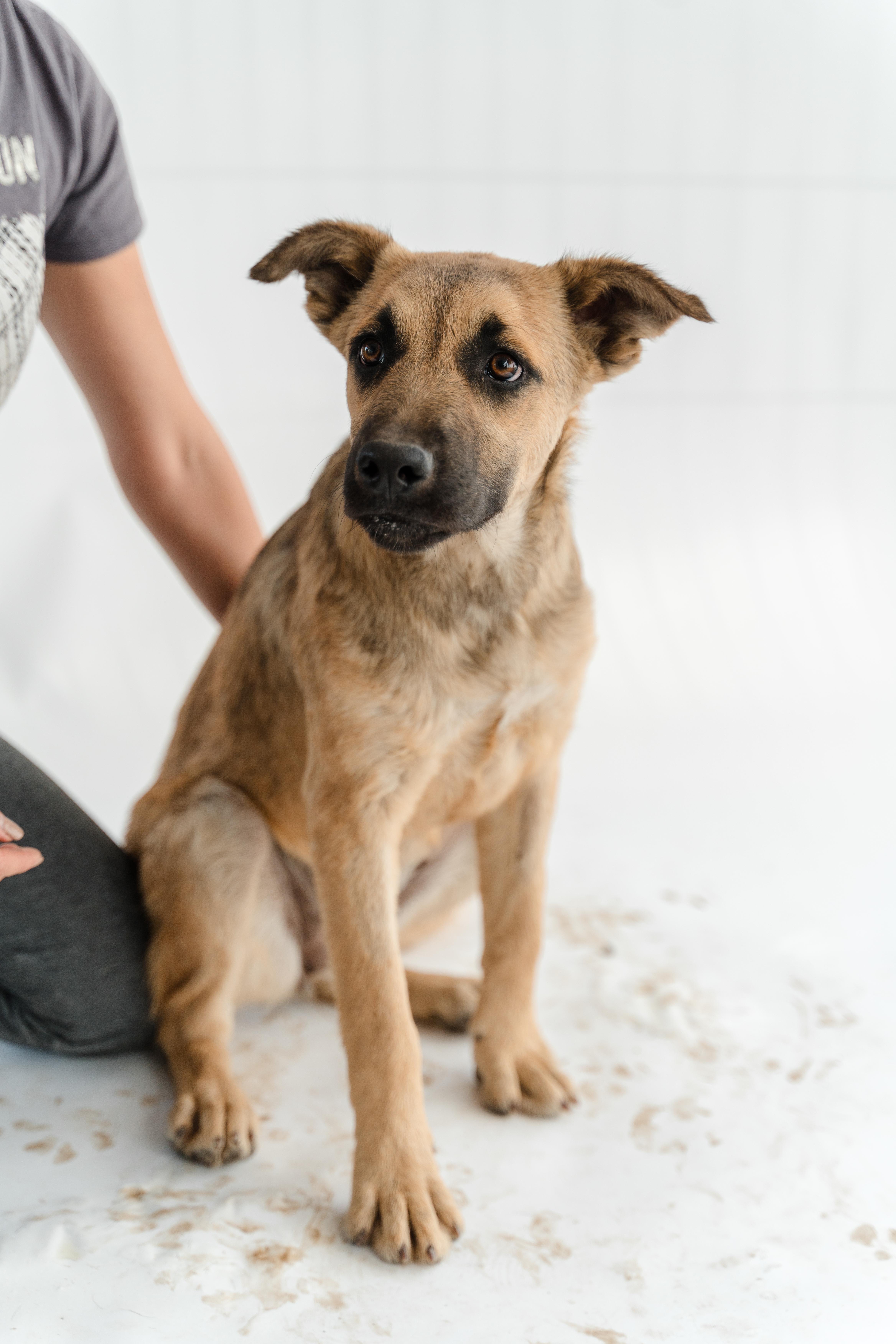 Enlarge Moonlight, a ADOPTABLE mixed breed in Manvel, TX image 5/6