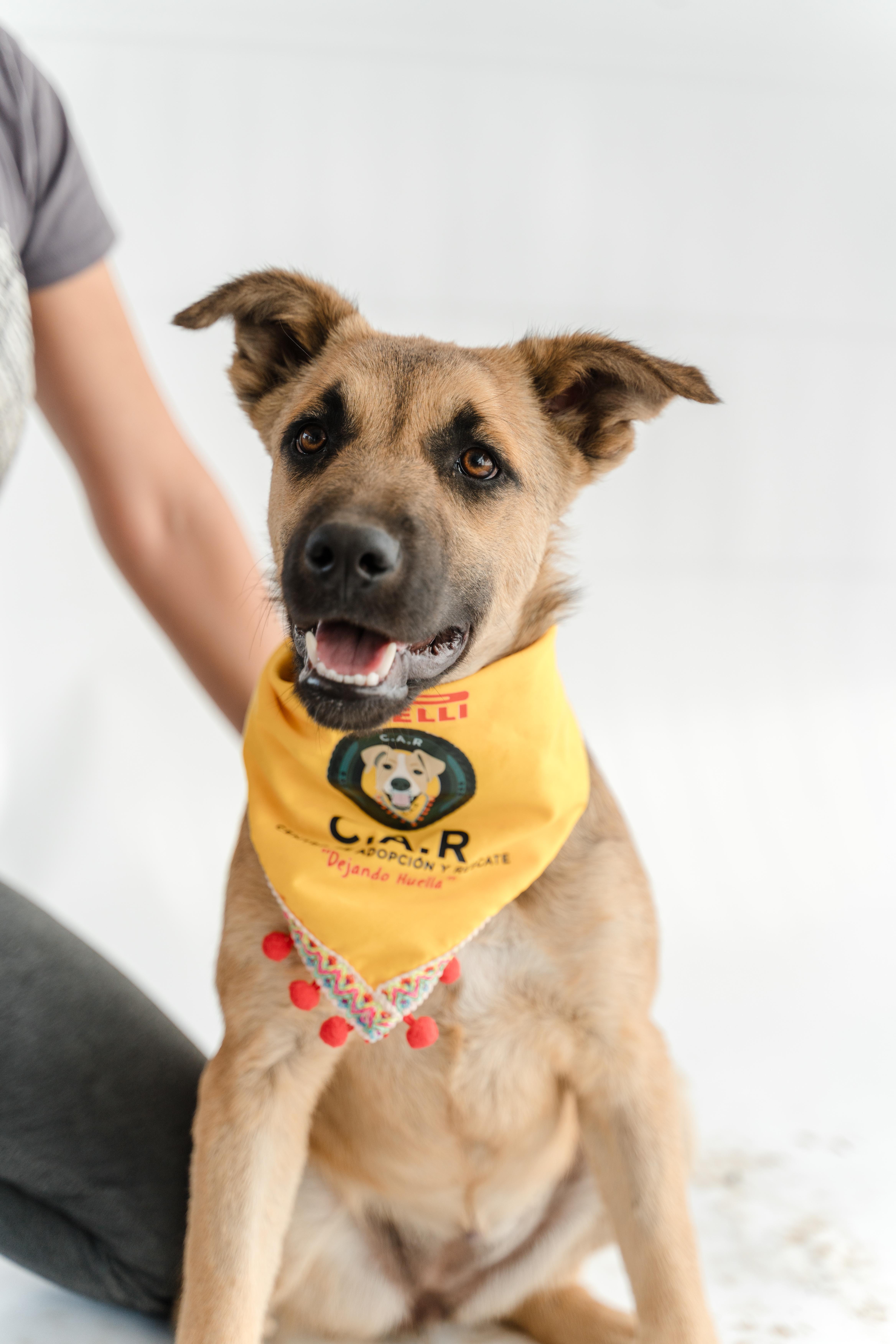 Enlarge Moonlight, a ADOPTABLE mixed breed in Manvel, TX image 4/6