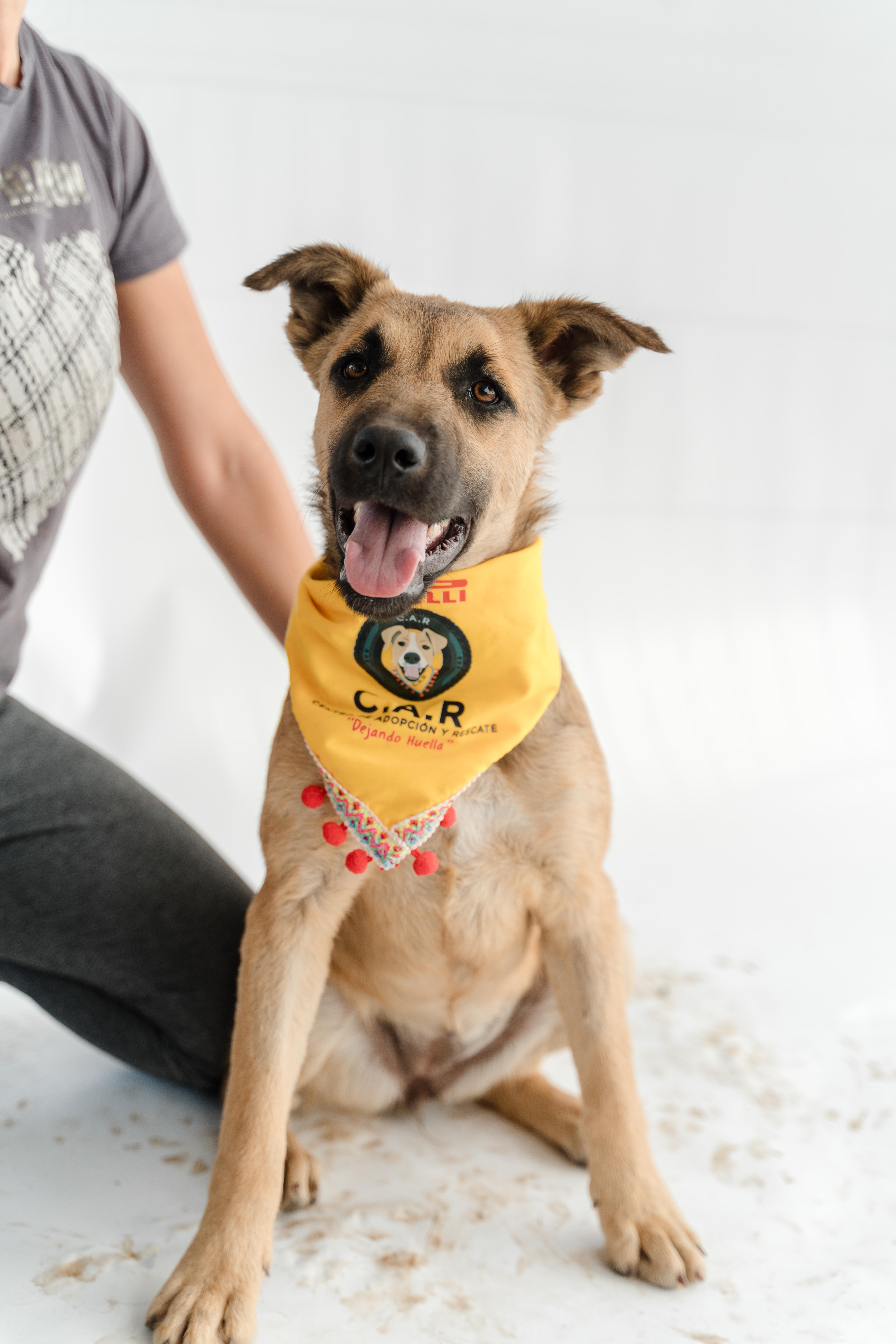 Moonlight, ADOPTABLE, Puppy Female Shepherd.