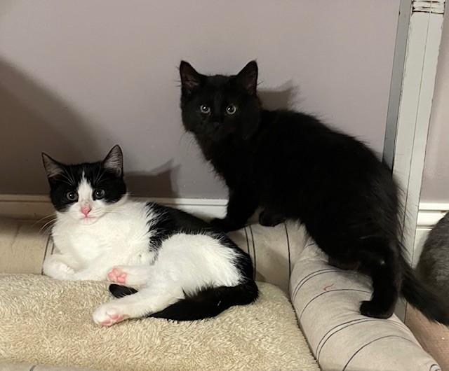 Enlarge Jamie (LE), an adopted Domestic Long Hair in Little Falls, NJ image 3/4