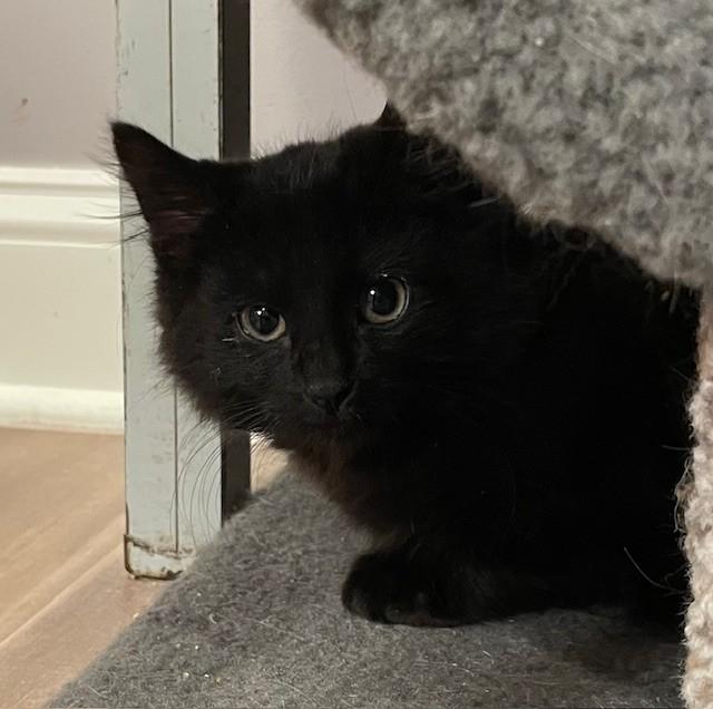 Jamie (LE), adopted, Kitten Male Domestic Long Hair.