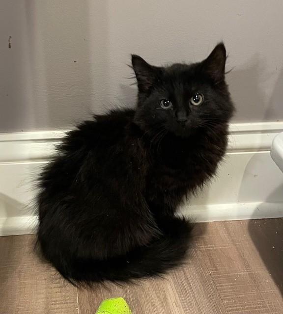 Enlarge Jamie (LE), an adopted Domestic Long Hair in Little Falls, NJ image 2/4