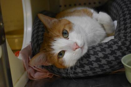 Mellow, a Adoptable mixed breed in Kansas City, MO image 1/2