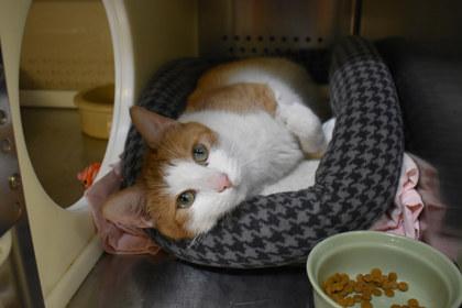 Mellow, a Adoptable mixed breed in Kansas City, MO image 2/2