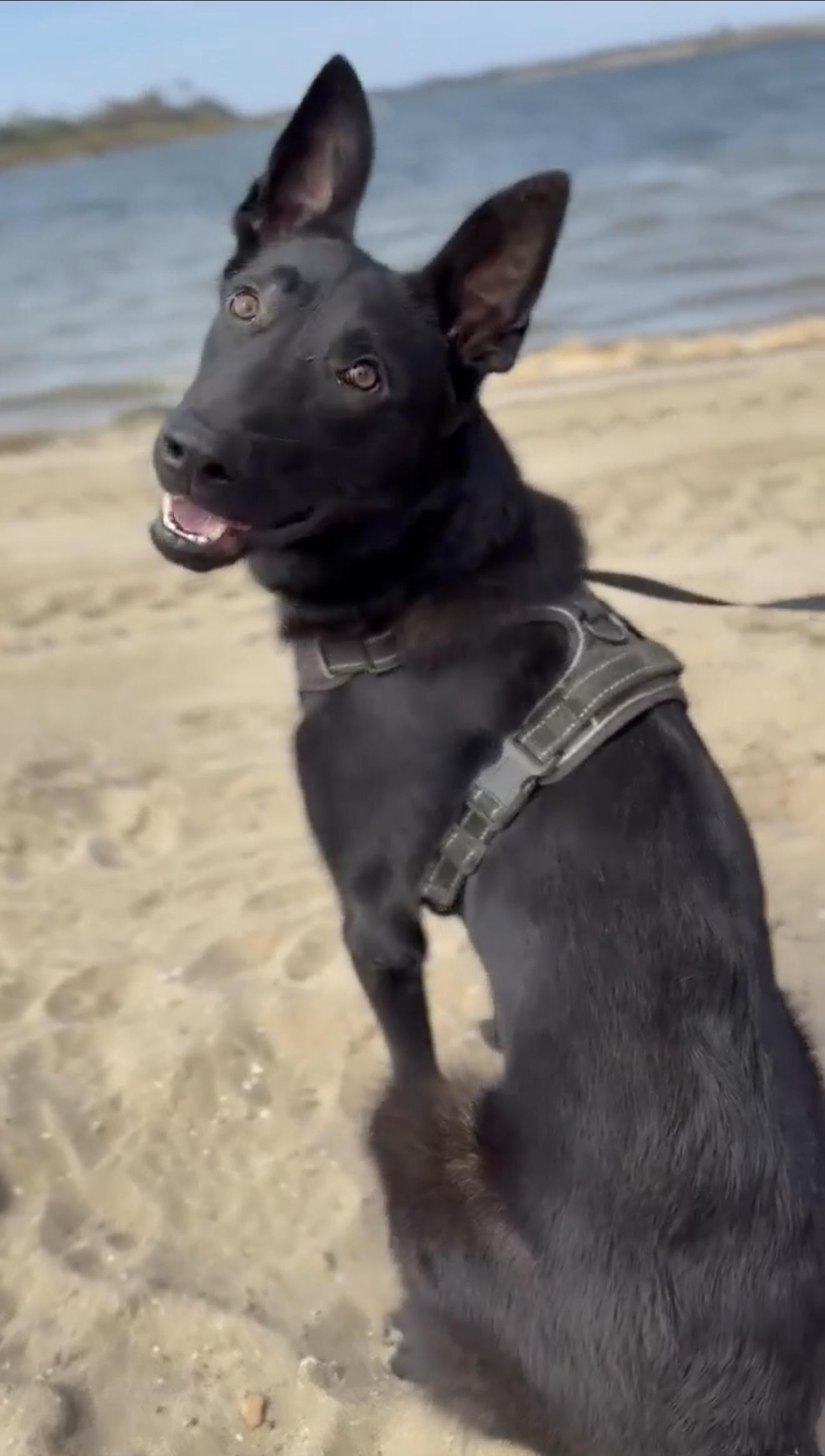Vader, a Adoptable Dutch Shepherd in San Diego, CA image 1/2