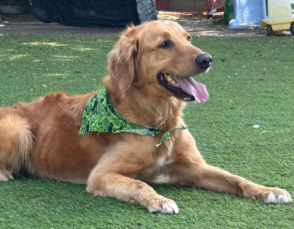 Enlarge Leif aka Leo, an adopted Golden Retriever in Los Angeles, CA image 1/4