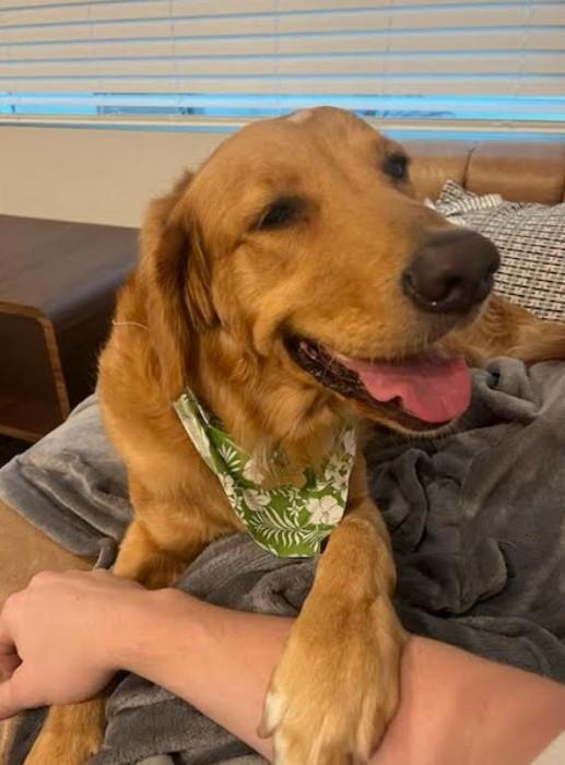 Enlarge Leif aka Leo, an adopted Golden Retriever in Los Angeles, CA image 2/4