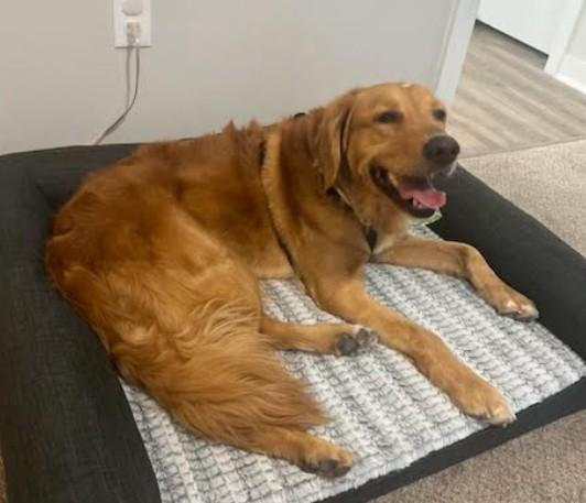 Enlarge Leif aka Leo, an adopted Golden Retriever in Los Angeles, CA image 3/4