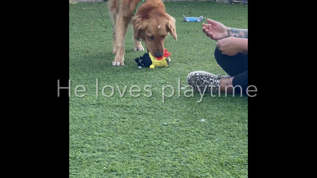Enlarge Leif aka Leo, an adopted Golden Retriever in Los Angeles, CA video 4/4