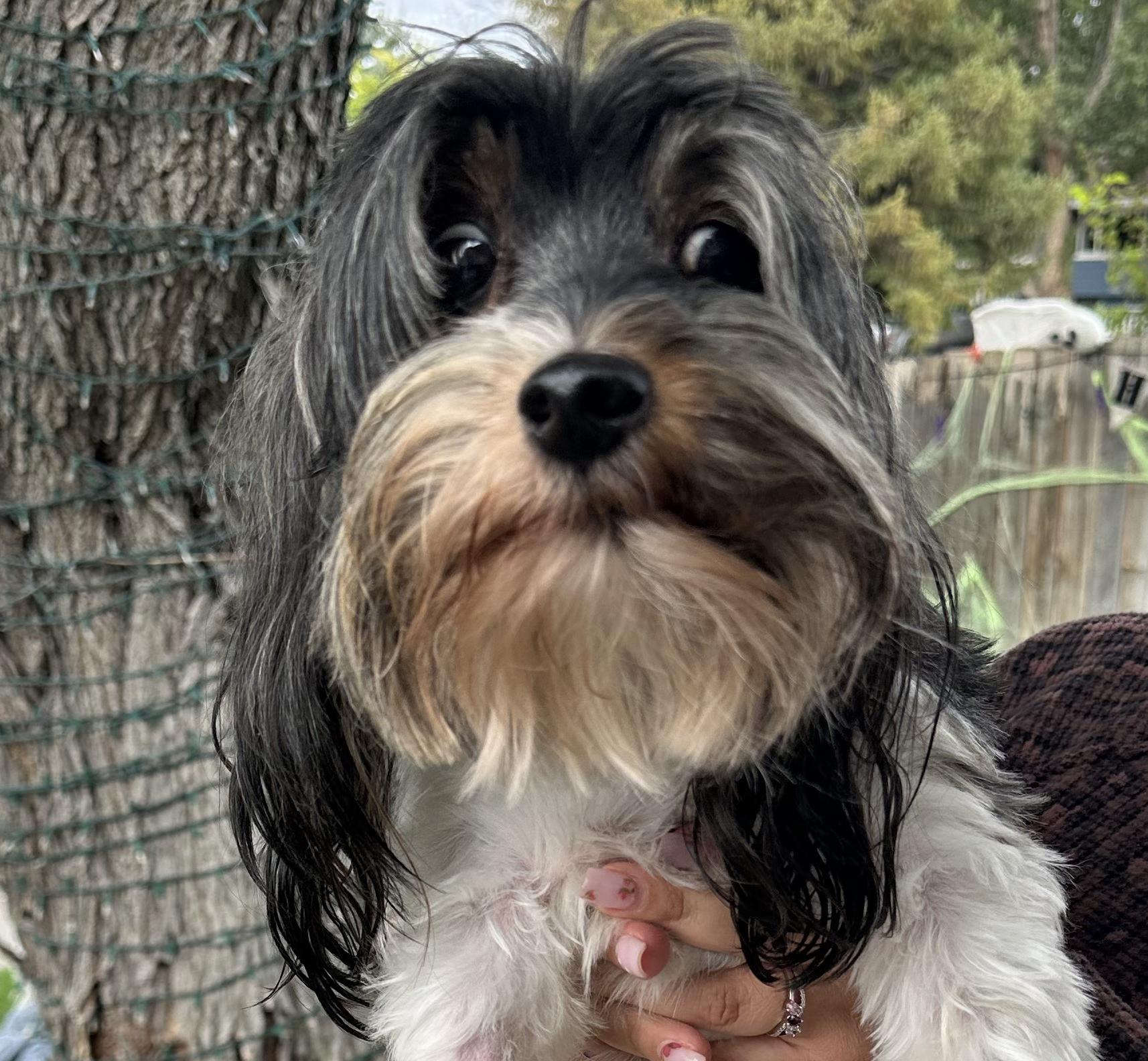 Jack Remington (Courtesy post. Please contact the owner directly), Adoptable, Senior Male Yorkshire Terrier.