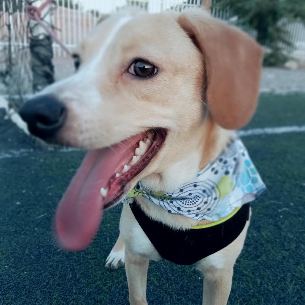 Enlarge Eliam, a Adoptable Labrador Retriever in San Diego, CA image 1/6