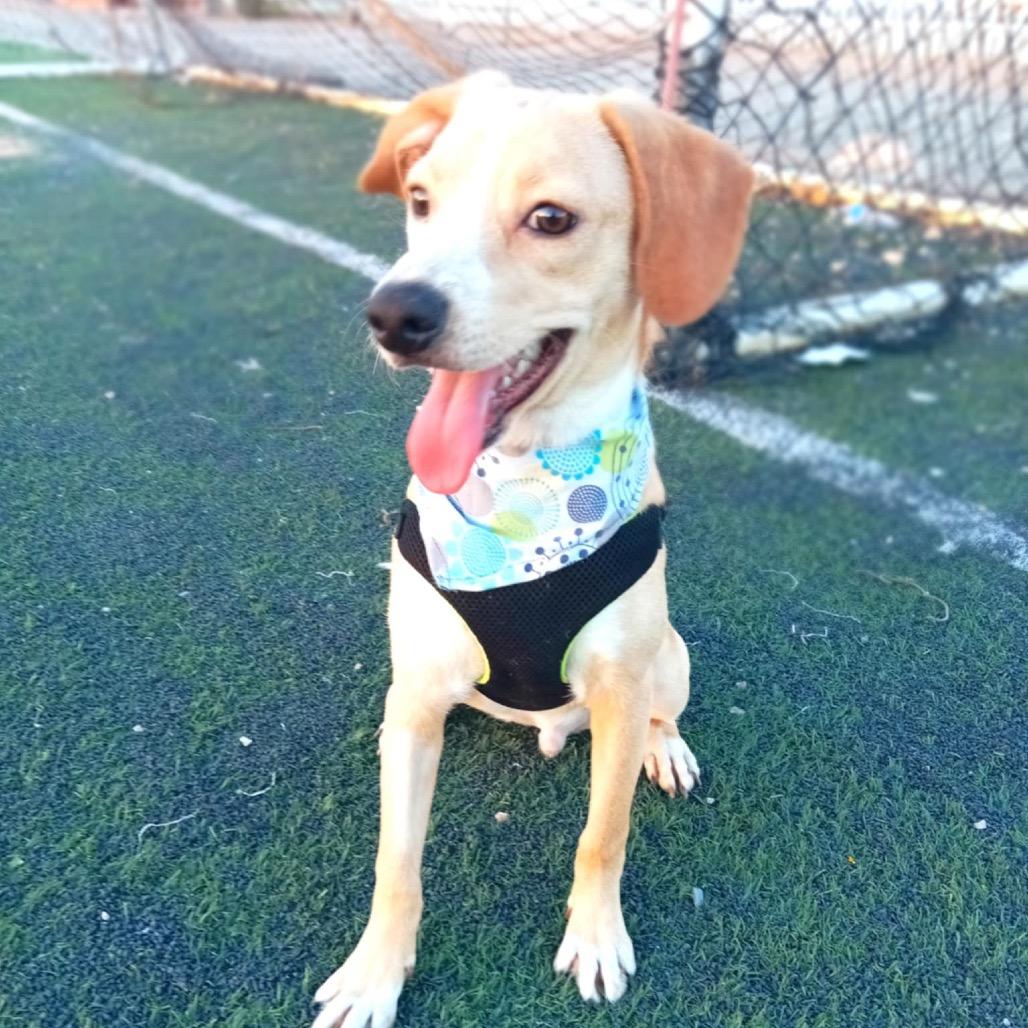 Enlarge Eliam, a Adoptable Labrador Retriever in San Diego, CA image 3/6