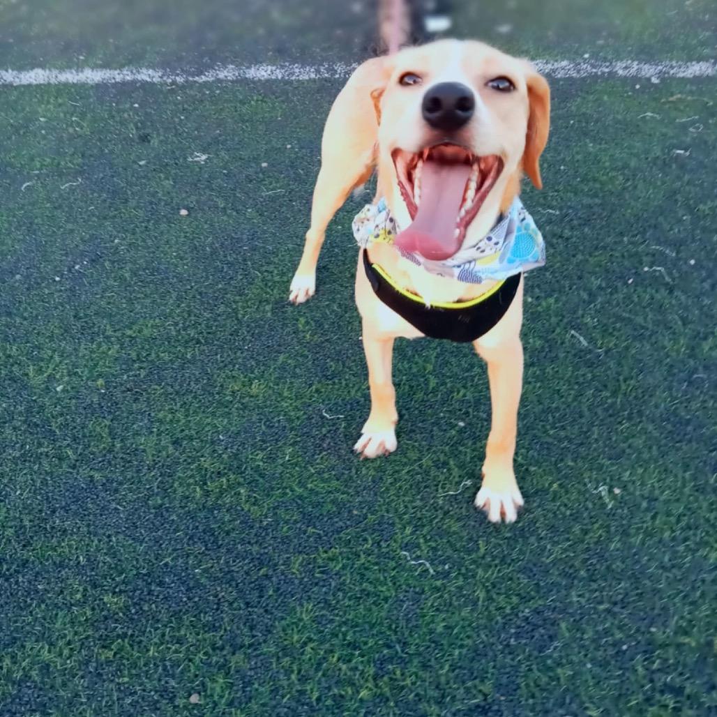 Enlarge Eliam, a Adoptable Labrador Retriever in San Diego, CA image 5/6