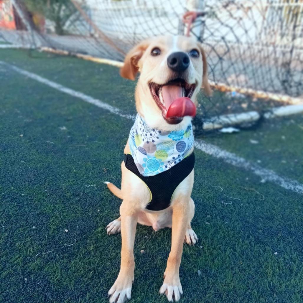 Enlarge Eliam, a Adoptable Labrador Retriever in San Diego, CA image 6/6