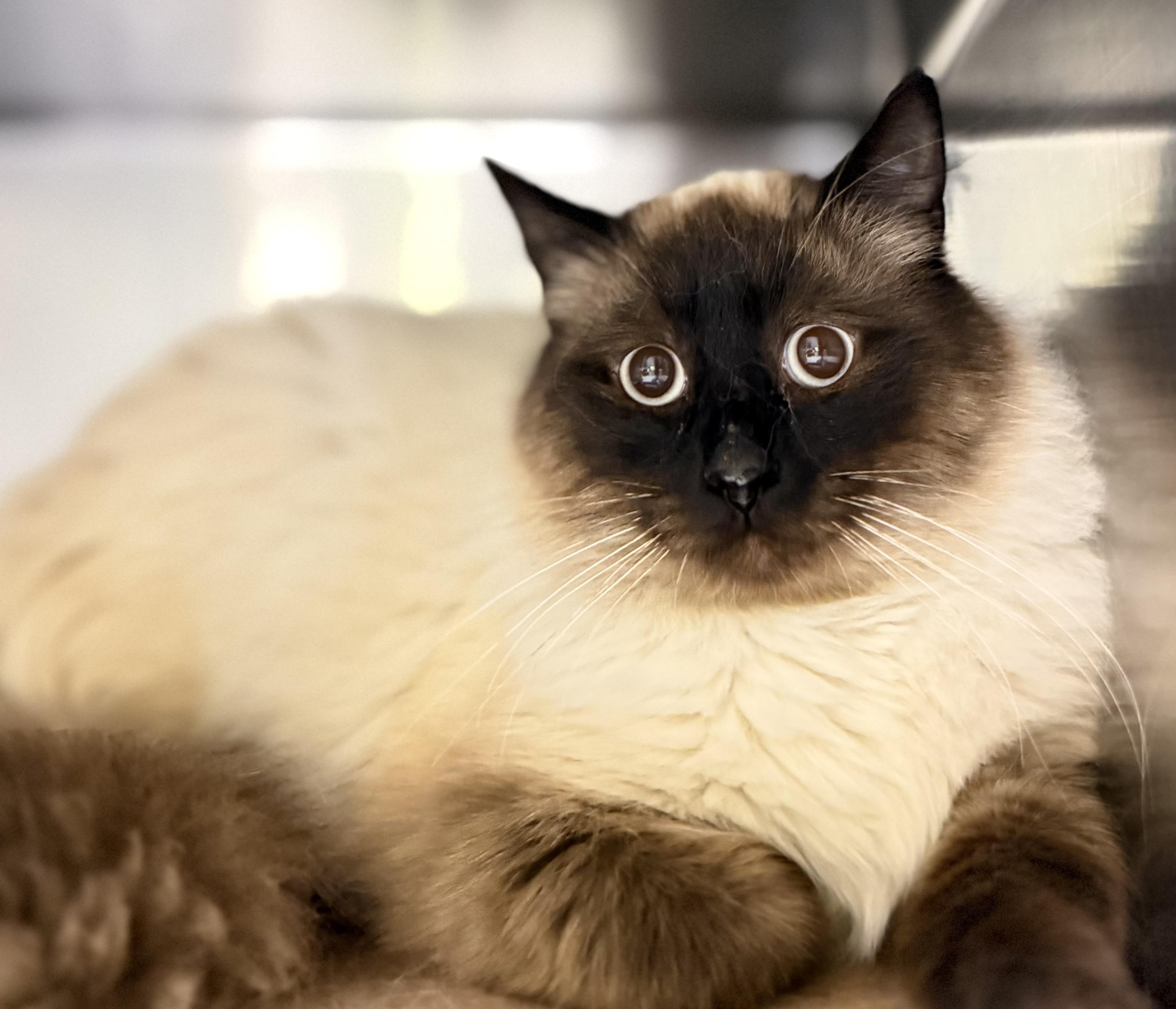 Enlarge Barnacle, an adoptable mixed breed in Hamilton, ON image 2/3