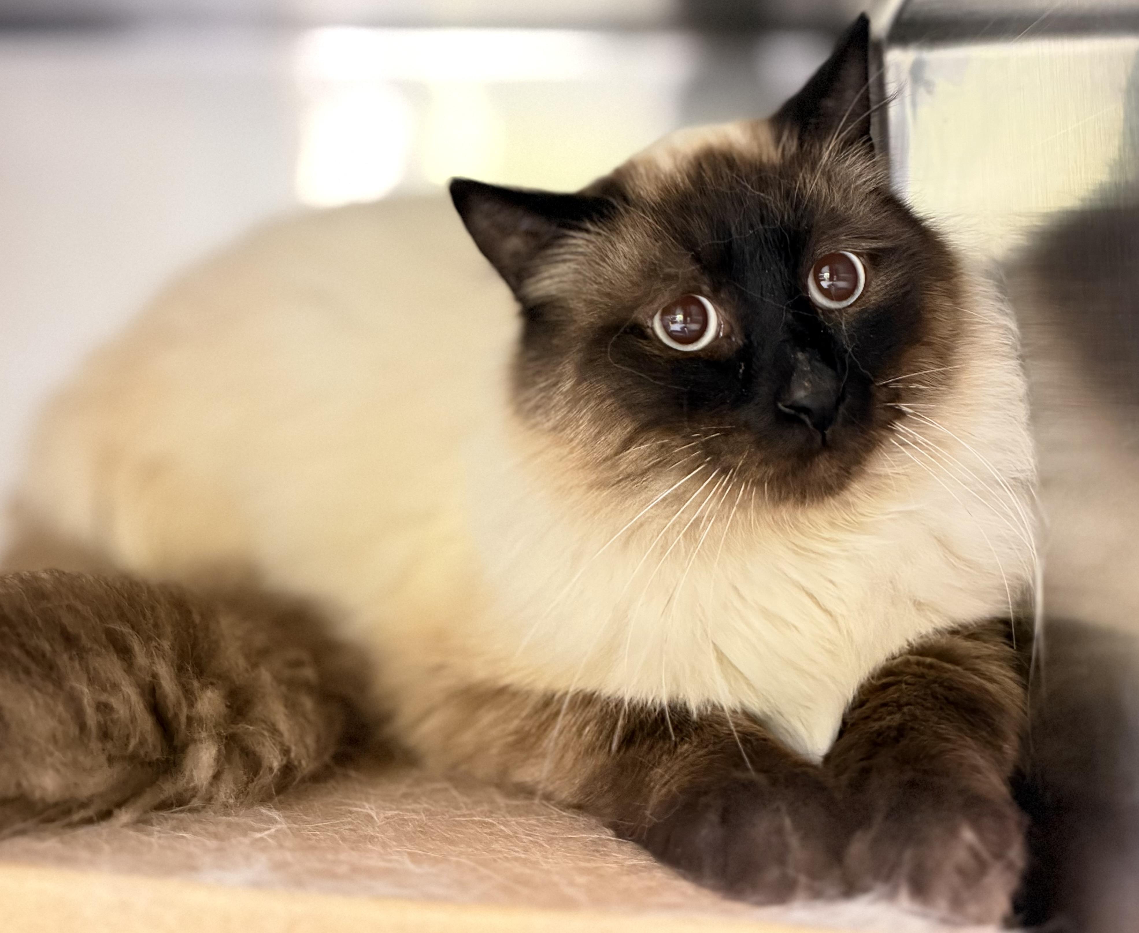Enlarge Barnacle, an adoptable mixed breed in Hamilton, ON image 3/3