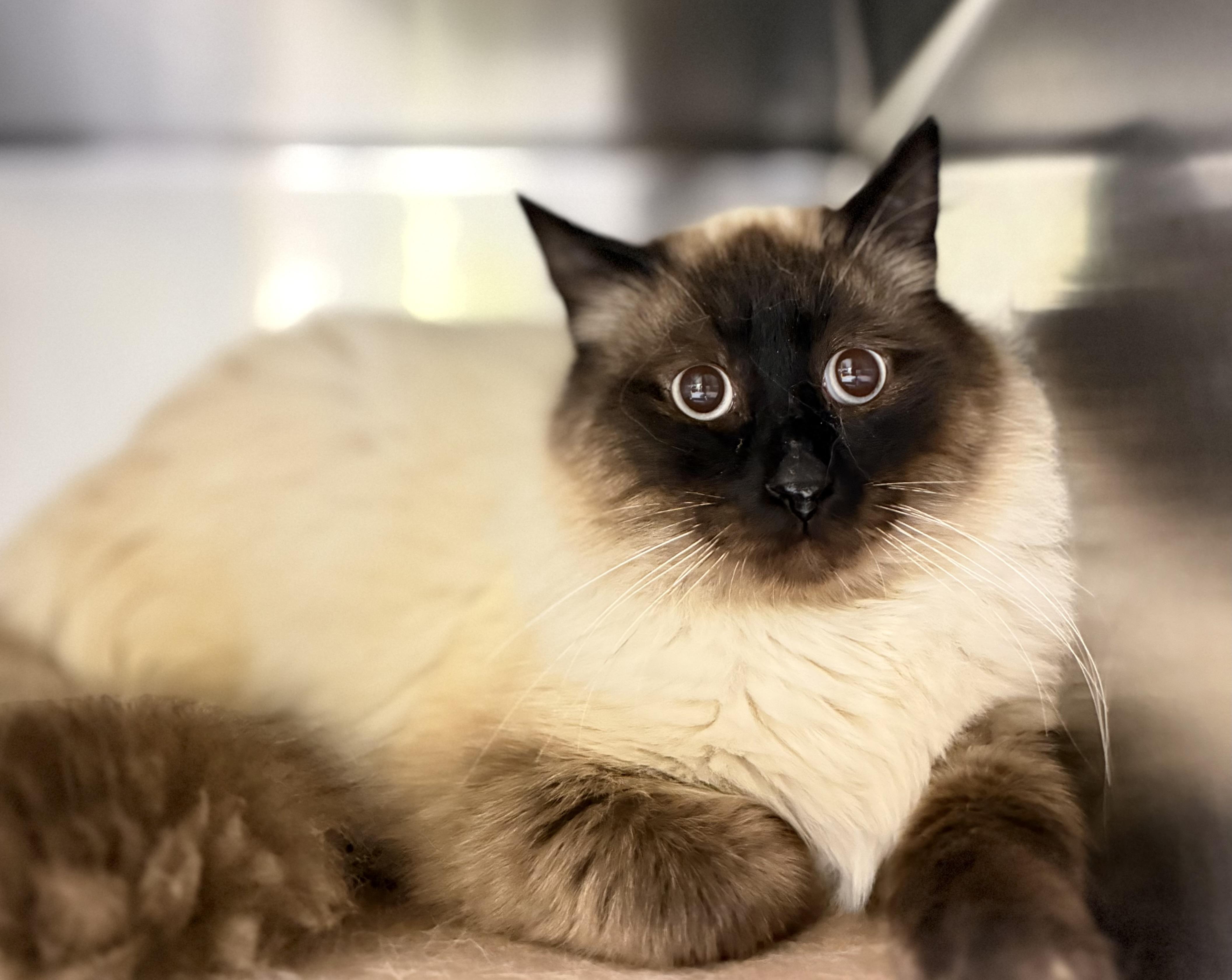 Barnacle, adoptable, Adult Male Himalayan.