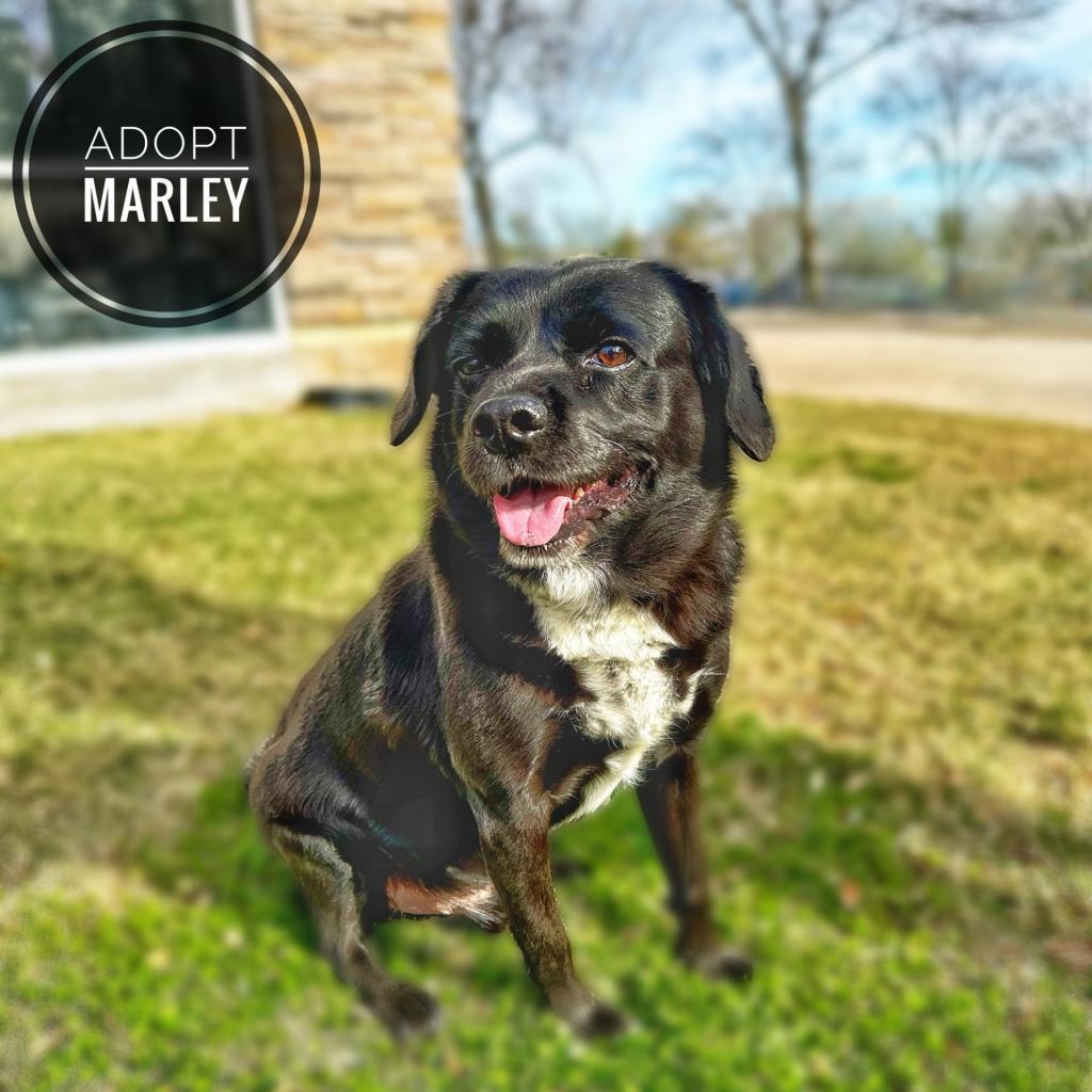 Enlarge Marley, a Adoptable Black Labrador Retriever in Seagoville, TX image 1/6