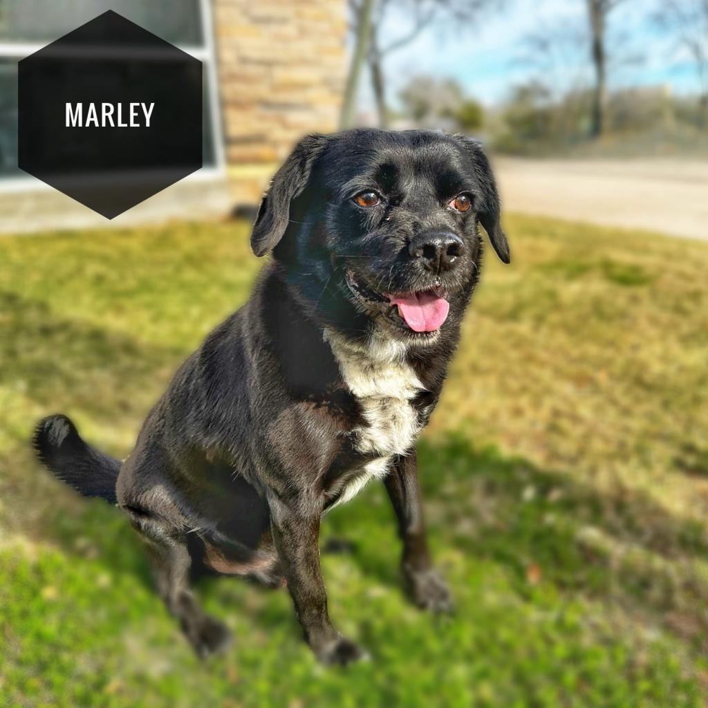 Enlarge Marley, a Adoptable Black Labrador Retriever in Seagoville, TX image 2/6