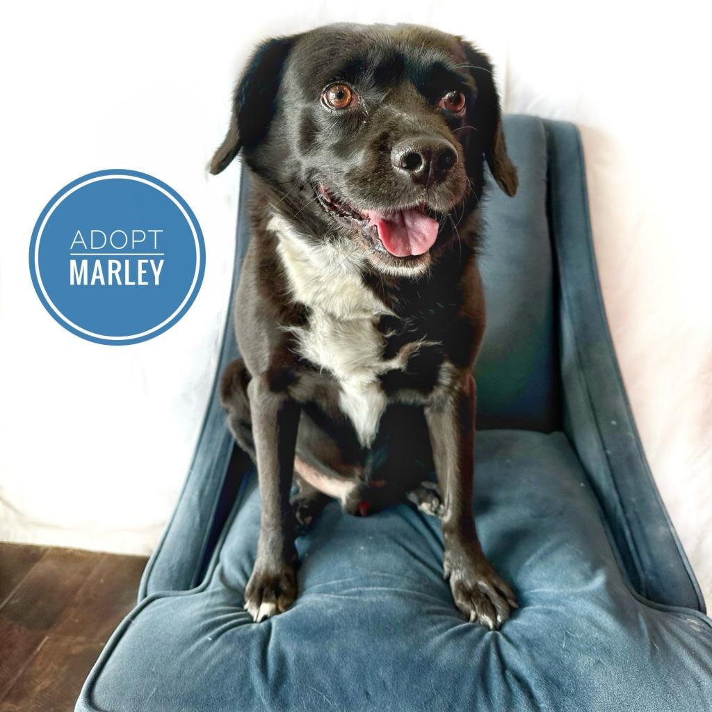 Enlarge Marley, a Adoptable Black Labrador Retriever in Seagoville, TX image 3/6