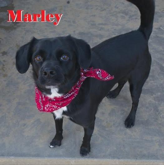 Marley, Adoptable, Senior Male Black Labrador Retriever.