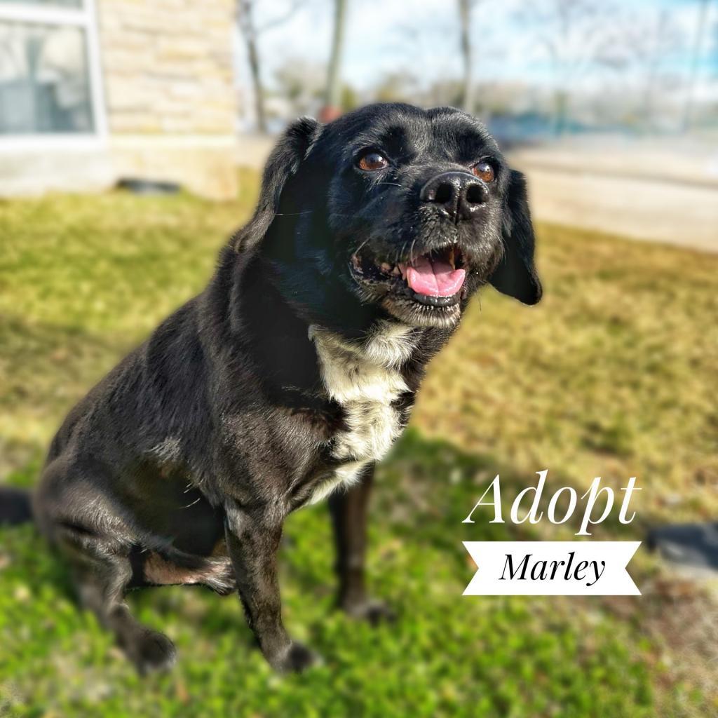 Enlarge Marley, a Adoptable Black Labrador Retriever in Seagoville, TX image 4/6