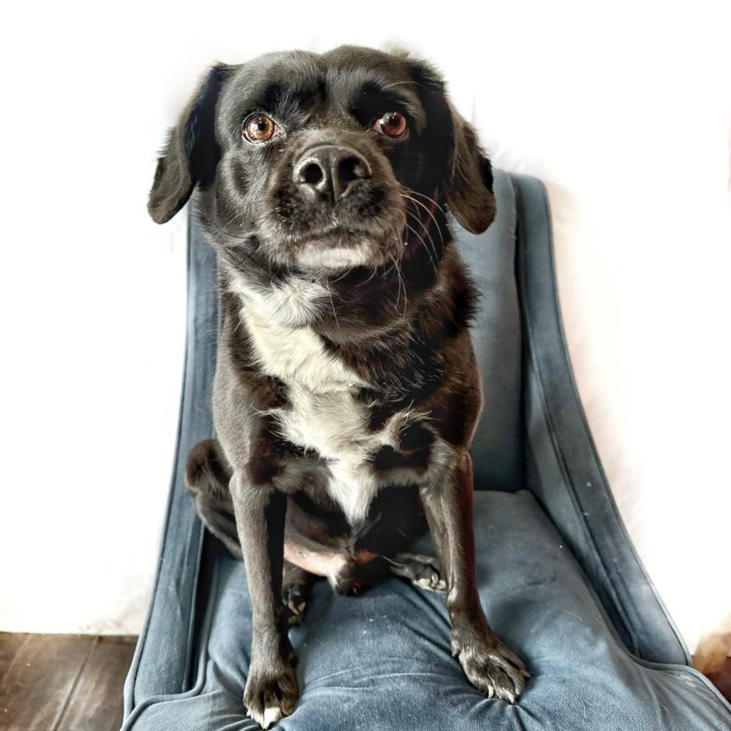 Enlarge Marley, a Adoptable Black Labrador Retriever in Seagoville, TX image 2/4