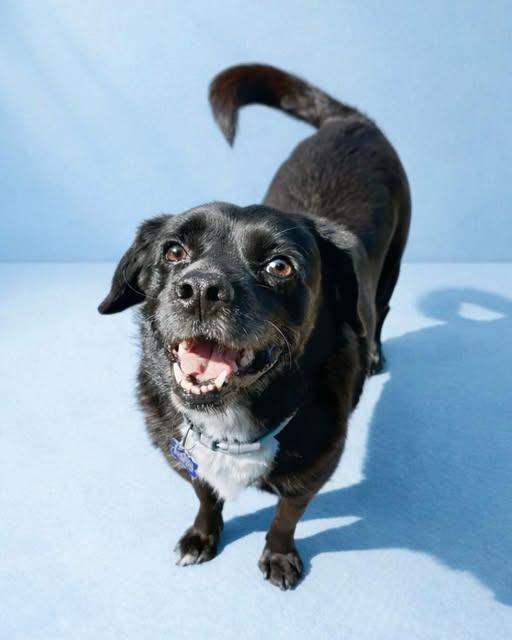 Enlarge Marley, a Adoptable Black Labrador Retriever in Seagoville, TX image 4/4