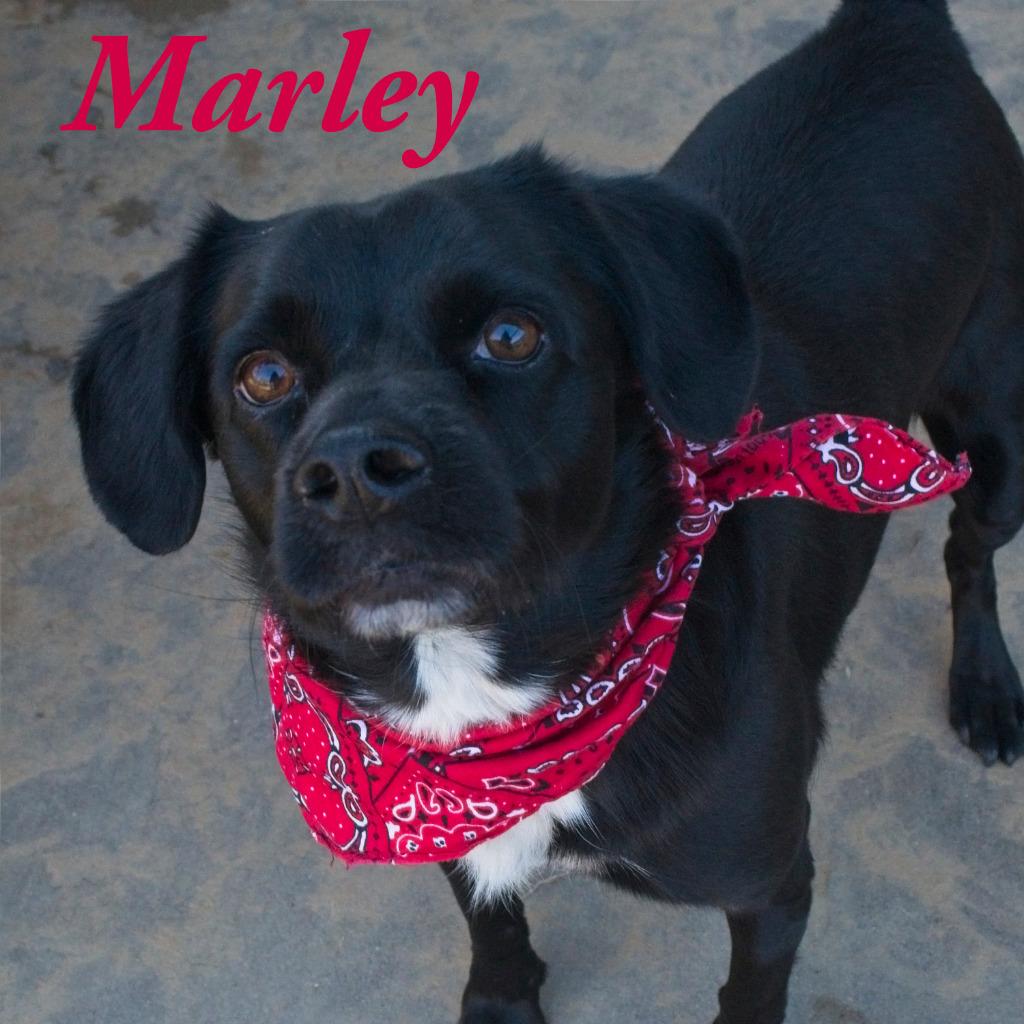 Enlarge Marley, a Adoptable Black Labrador Retriever in Seagoville, TX image 6/6
