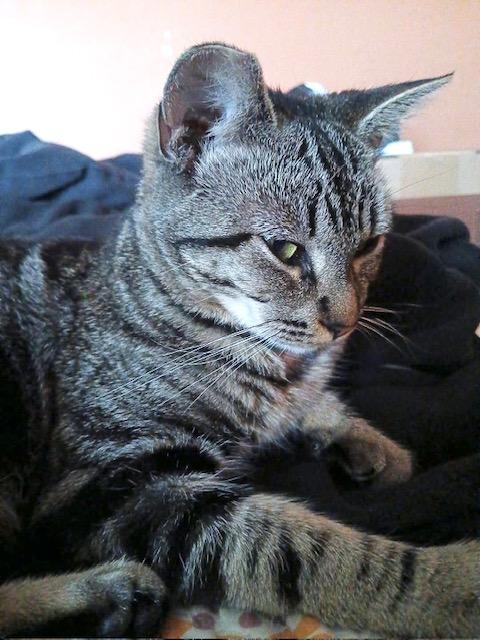Portia photo 6