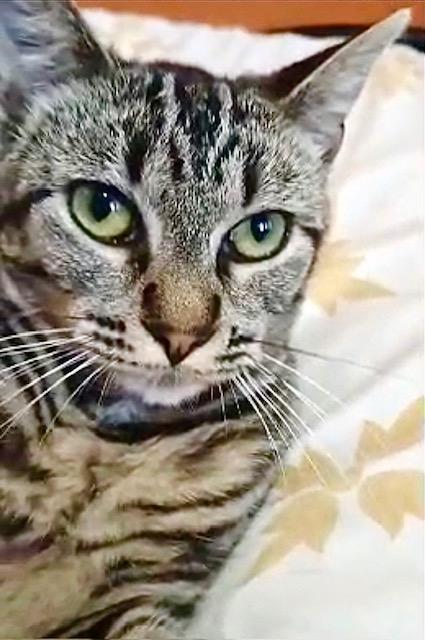 Portia, Young Female Egyptian Mau