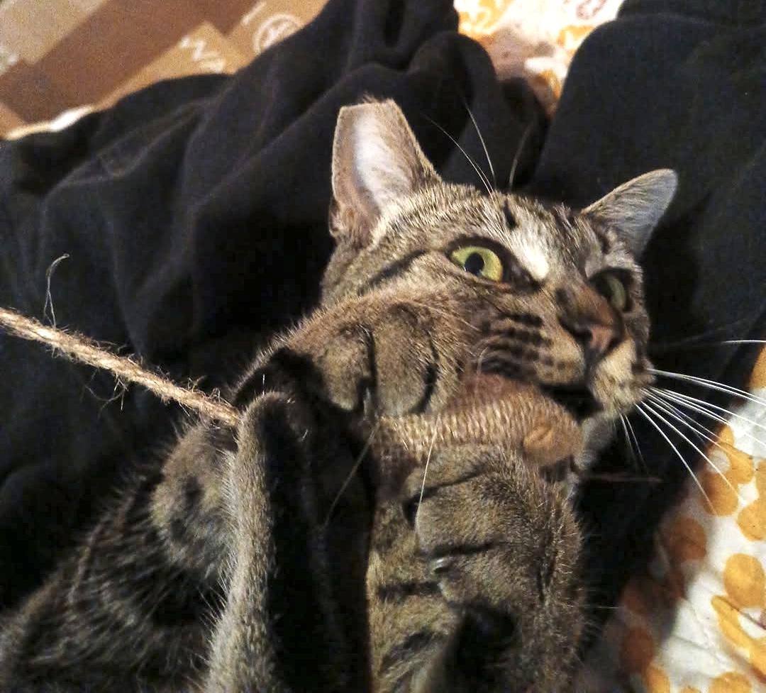 Portia photo 3