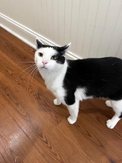 Panini, Adoptable, Adult Male Domestic Short Hair.